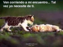 Haga click para ver la imagen ampliada gatitos.jpg