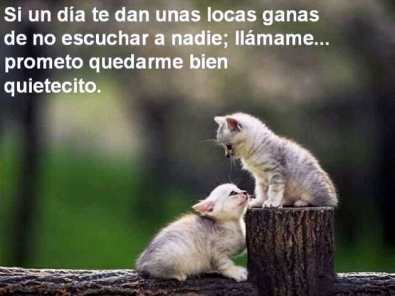 gatitos2.jpg