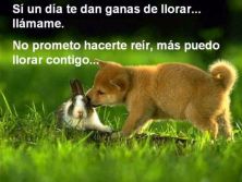 Haga click para ver la imagen ampliada perritos.jpg