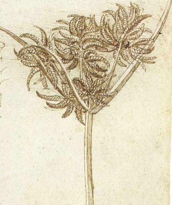 sedge.jpg