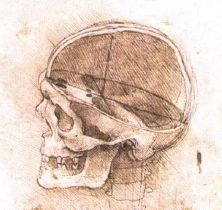 Haga click para ver la imagen ampliada skull1.jpg