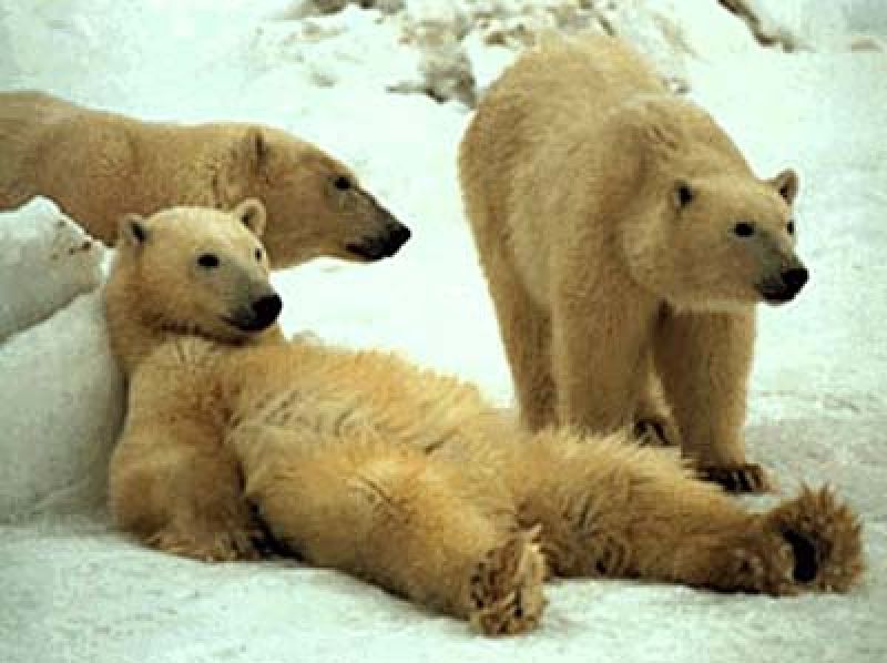 descansando.jpg