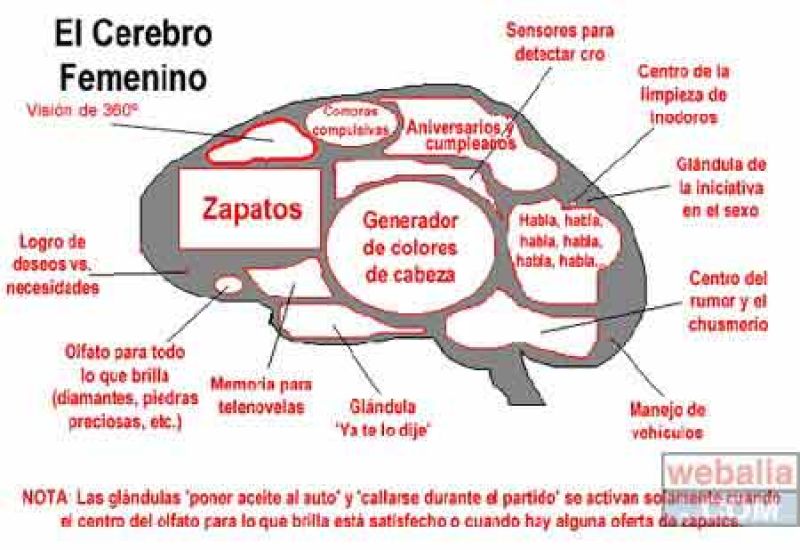 reir_cerebrom.jpg
