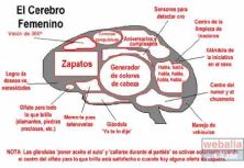 Haga click para ver la imagen ampliada reir_cerebrom.jpg