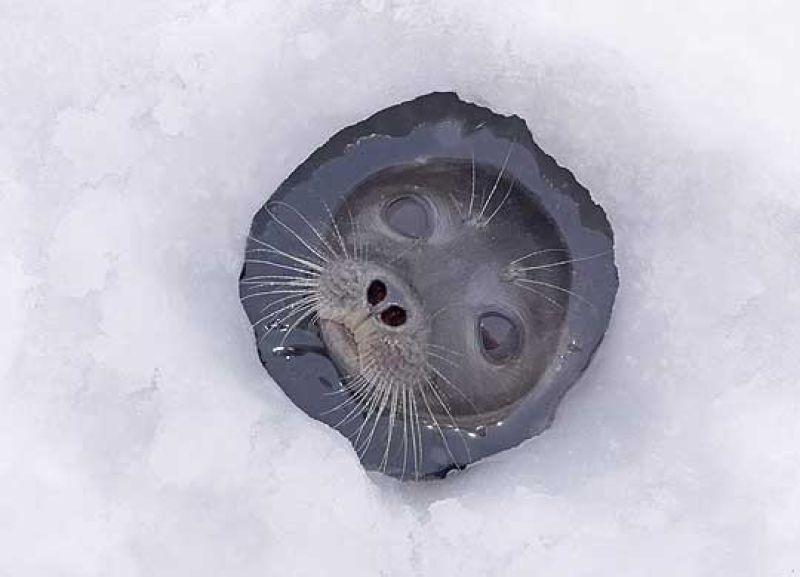 shell.jpg